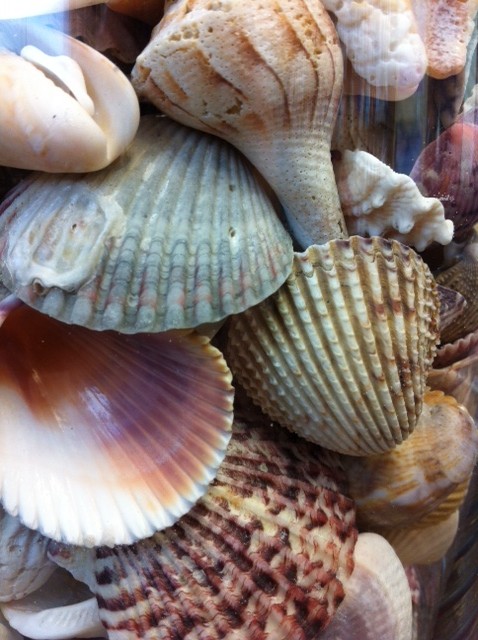 A Diversity Lesson from Seashells
