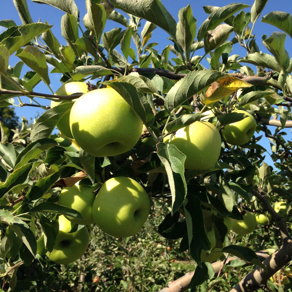 Fruit out on the limb